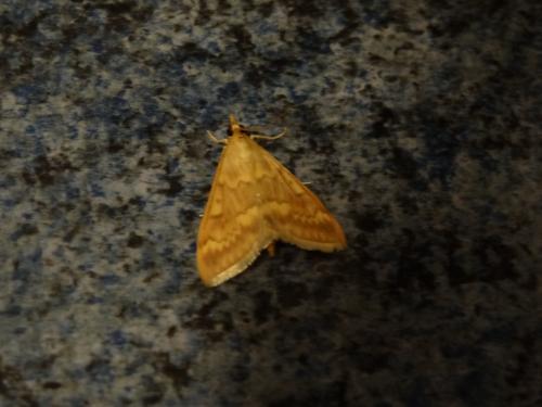 Réf. 197 864 : Ostrinia nubilalis